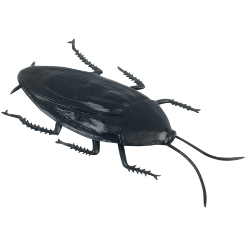Jumbo Cockroach