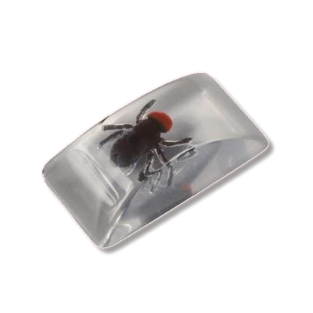 Bug In Ice Cube